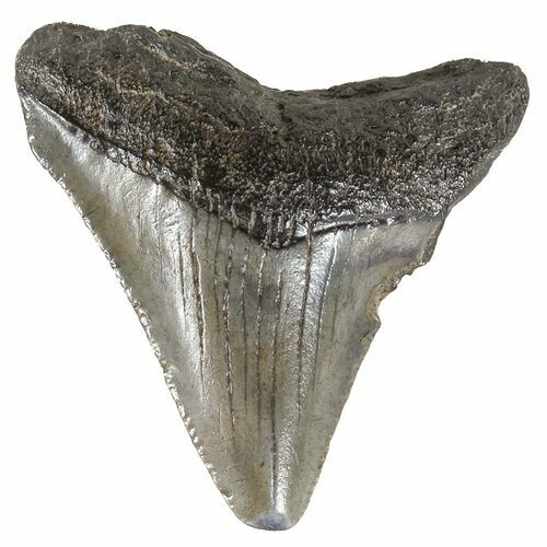 Juvenile Megalodon Tooth - South Carolina #54137